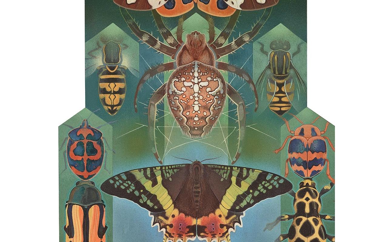 Icoon voor Geometer XII - Vlinders en insecten Icoon voor Geometer XII - Vlinders en insecten
