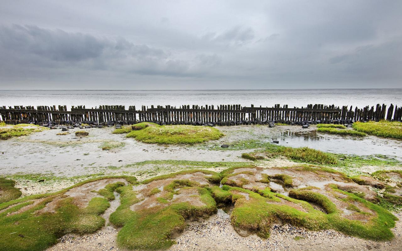 Zicht vanuit Moddergat op de Waddenzee. FOTO MARCEL VAN KAMMEN Zicht vanuit Moddergat op de Waddenzee. FOTO MARCEL VAN KAMMEN