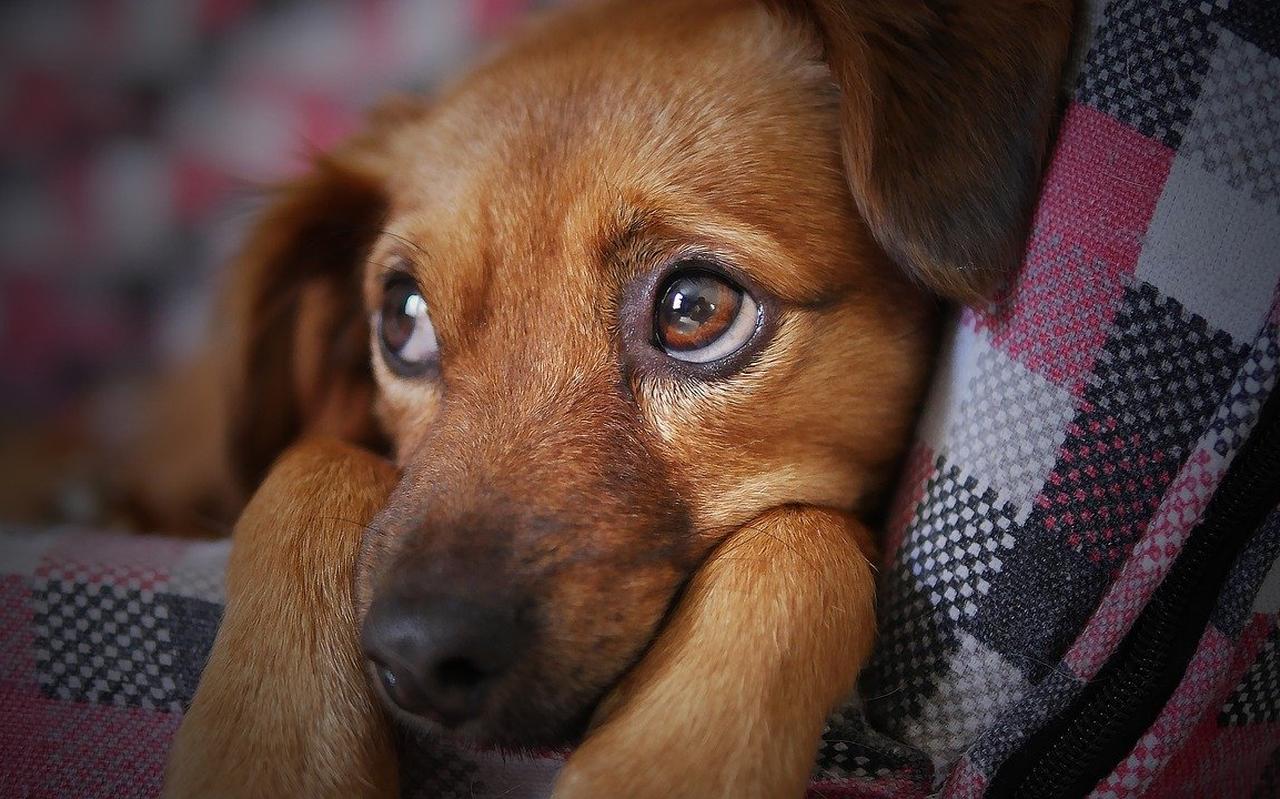 Een puppy. Een puppy.