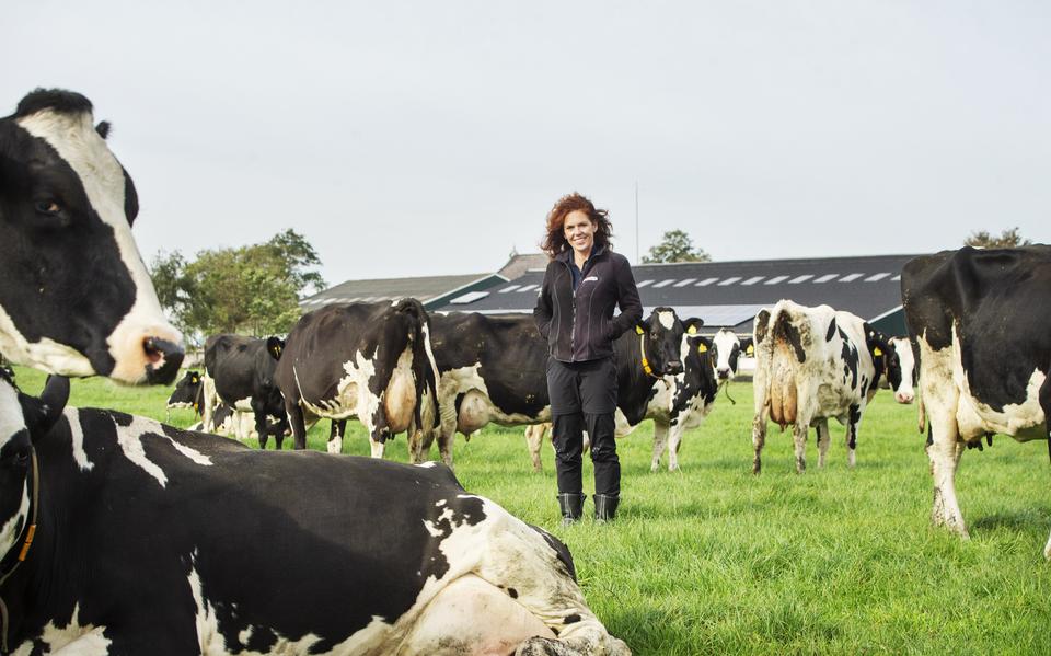 Raadslid Nynke Koopmans te midden van haar koeien. Foto Marcel van Kammen