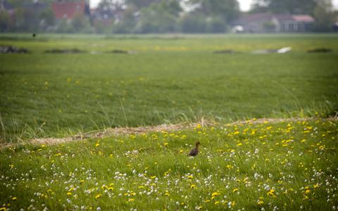 Kruidenrijk grasland met weidevogels in de buurt van Jorwert.