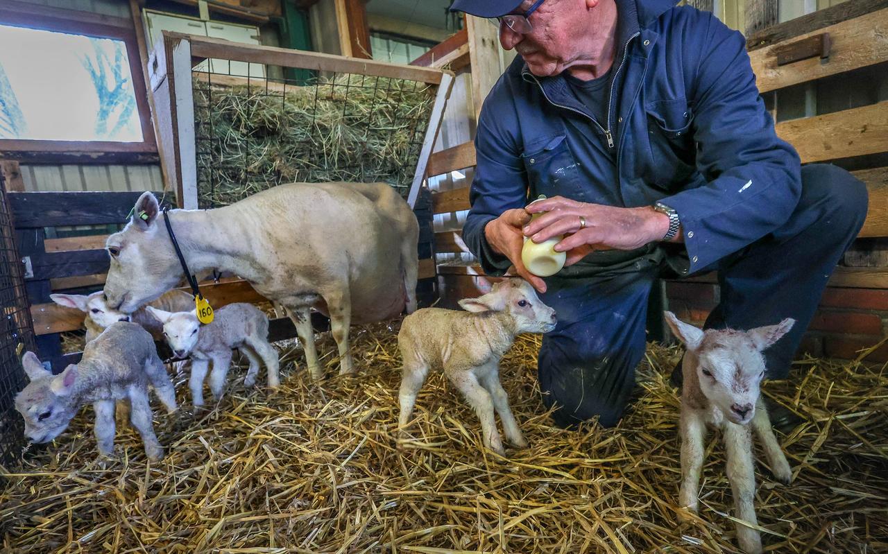 Fedde Oenema met het moederschaap en de vijf lammetjes. Fedde Oenema met het moederschaap en de vijf lammetjes.