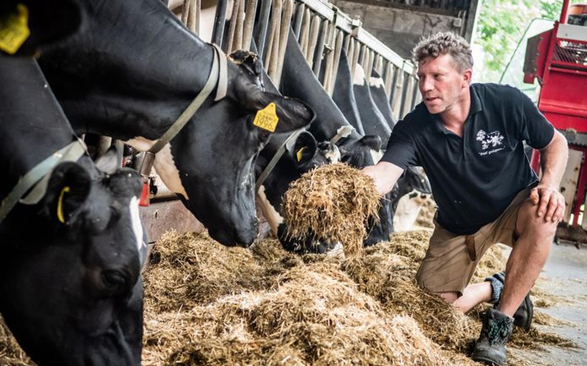 Deze veehouder is net als veel collega's tegenstander van de voermaatregel van minister Schouten. Hij stelt dat minder eiwit in het voer ook de gezondheid van zijn koeien zal beïnvloeden.