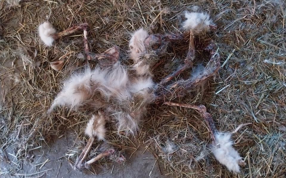 Bij de dierenarts werd het karkas van een kat aangetroffen.