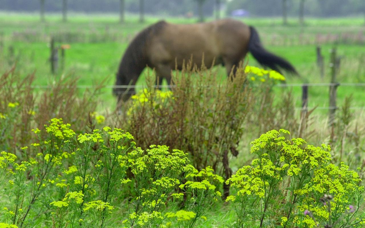 Jacobskruiskruid is ook in gedroogde vorm giftig voor onder meer koeien en paarden. Jacobskruiskruid is ook in gedroogde vorm giftig voor onder meer koeien en paarden.