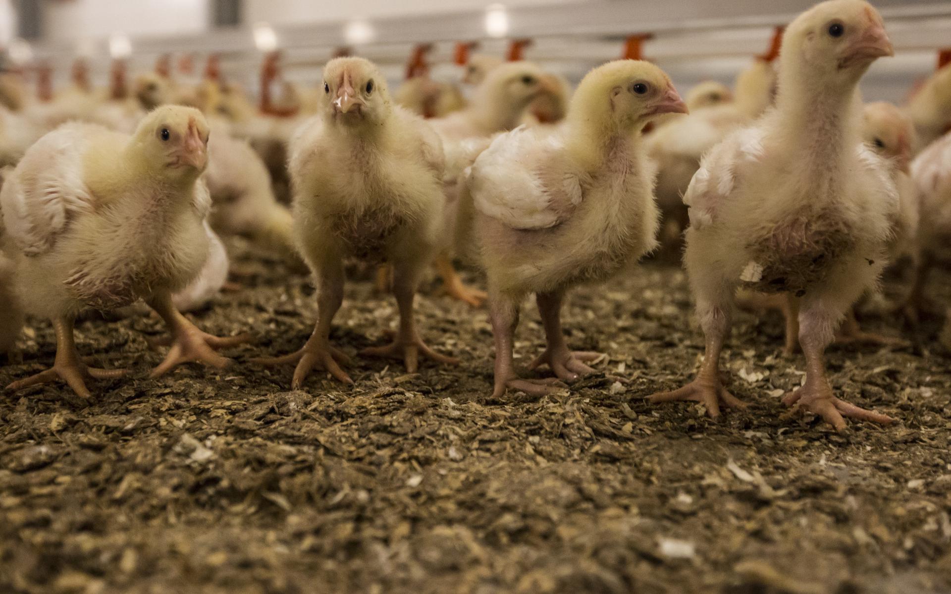 Amerika Kloppen Encyclopedie Hoge voerprijzen spelen kippenboeren parten: schap zonder ei en kippenvlees  dreigt - Leeuwarder Courant