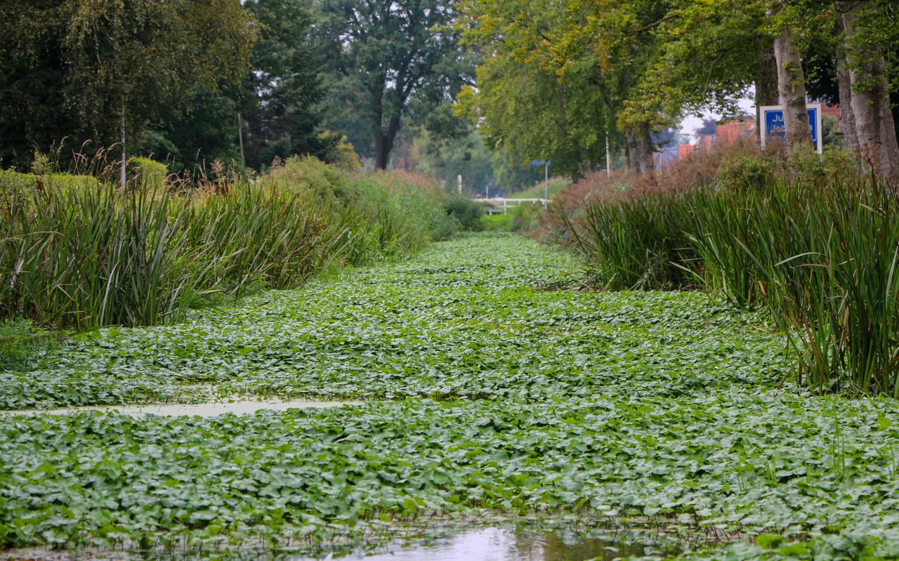 Grote waternavel in de Compagnonsvaart in Jubbega. Wetterskip Fryslân steekt de komende drie jaar 2 miljoen euro per jaar in het opruimen van deze invasieve exoot.