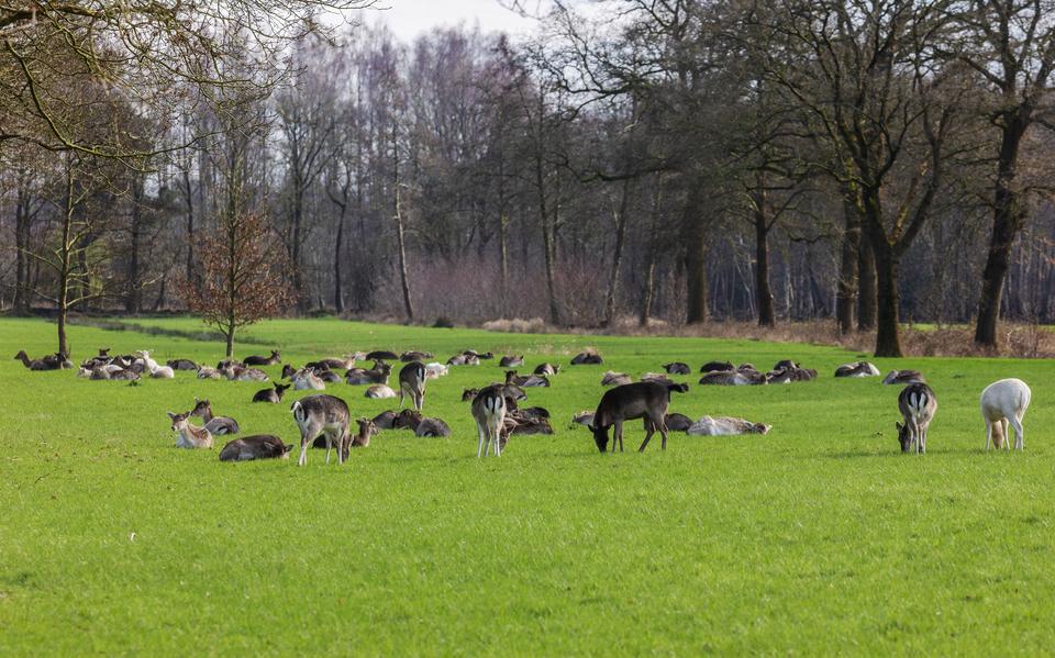 Damherten in een weiland langs de Bieruma Oostingweg. 