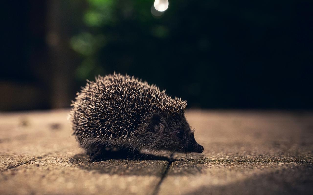 Foto Shutterstock Foto Shutterstock