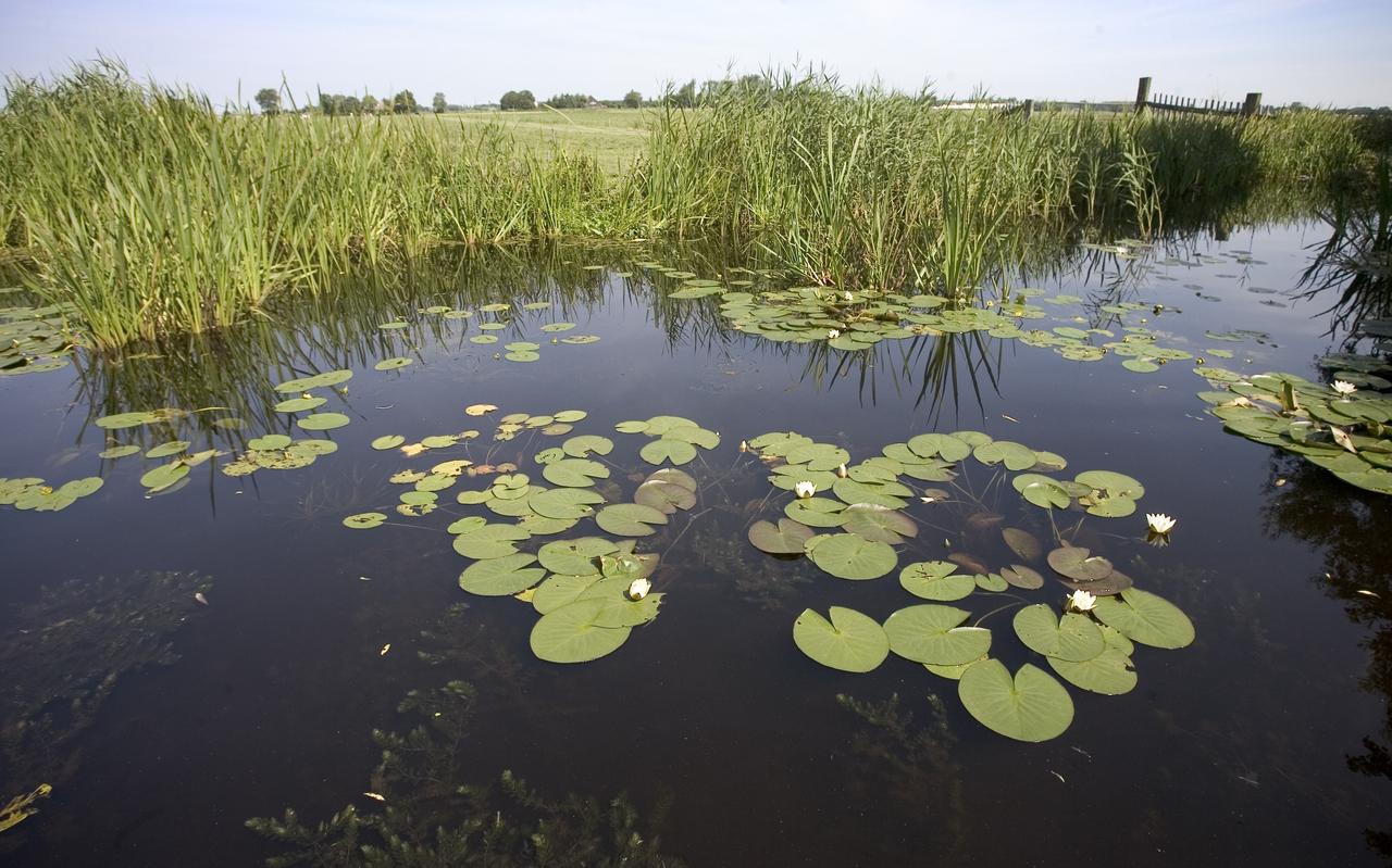 Beeld van de Lyts, een watertje tussen Rinsumageast en Broeksterwâld. Beeld van de Lyts, een watertje tussen Rinsumageast en Broeksterwâld.