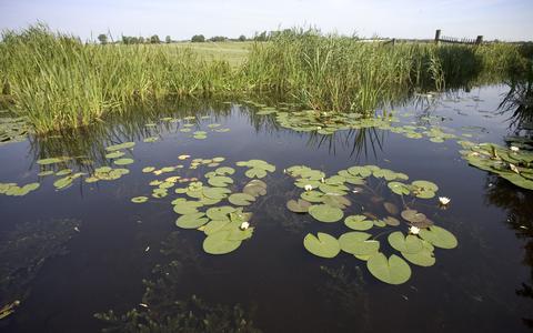 Beeld van de Lyts, een watertje tussen Rinsumageast en Broeksterwâld.