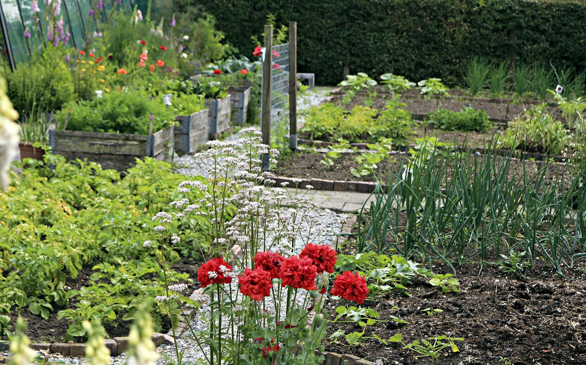 Troost in de tuin: zelfgeschapen paradijsjes van lezers - Leeuwarder Courant
