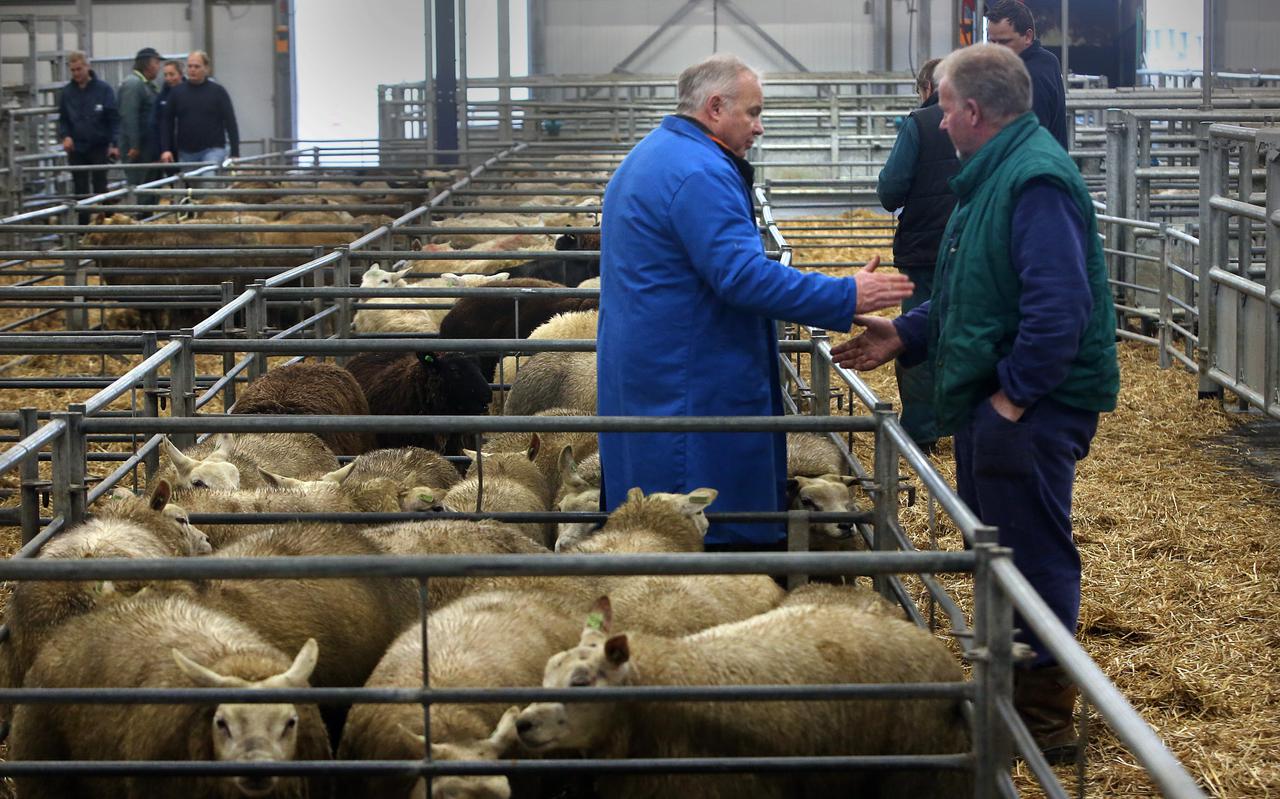 Op de nieuwe Leeuwarder veemarkt kan nu ook op vrijdag gehandeld worden in schapen. 