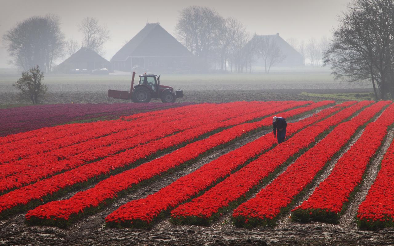 Rode tulpen aan oude zeedijk bij Holwerd Rode tulpen aan oude zeedijk bij Holwerd