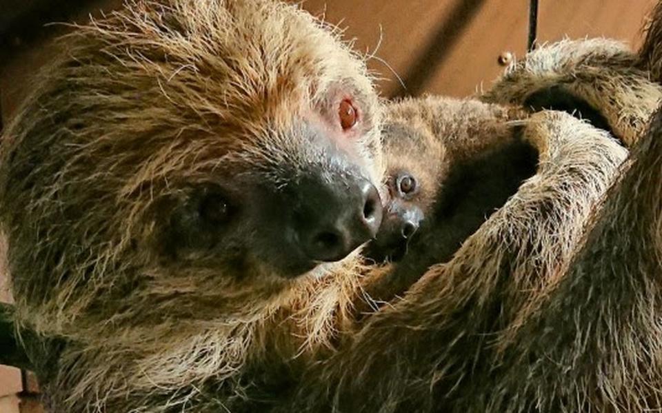 IJsberen, luiaards en zeeleeuwen: de exotische buren van Leeuwarden in