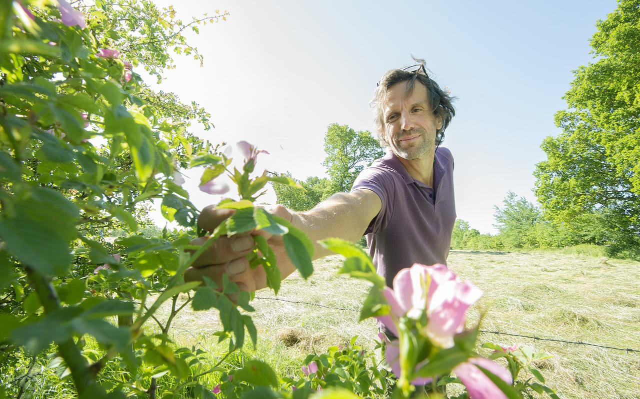 Jakob Hanenburg voelt aan de gladde balderen van een bloeiende hondsroos. Jakob Hanenburg voelt aan de gladde balderen van een bloeiende hondsroos.