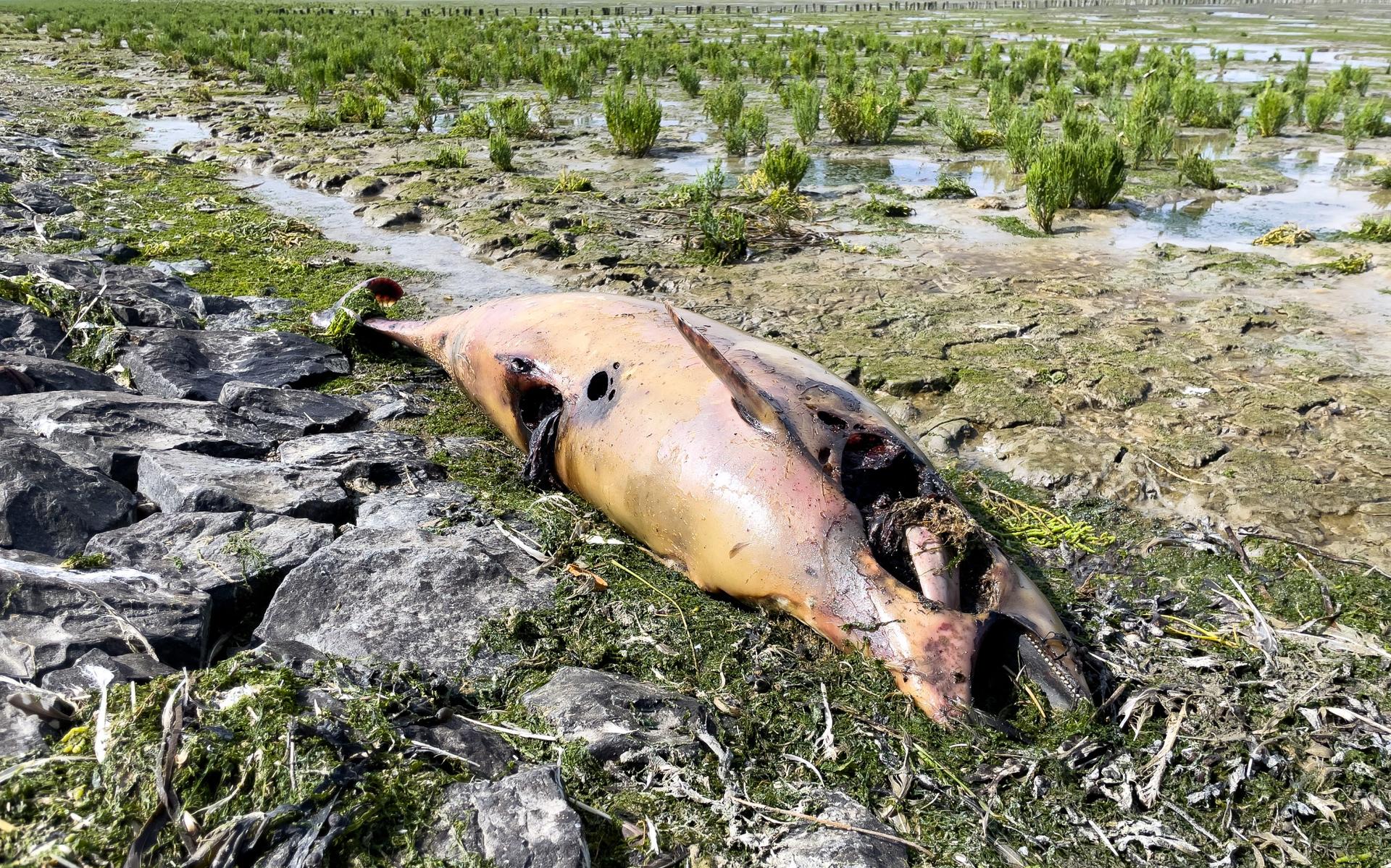 Niet alleen op de Waddeneilanden spoelen dode bruinvissen aan: ook tussen Holwerd en Lauwersoog stra