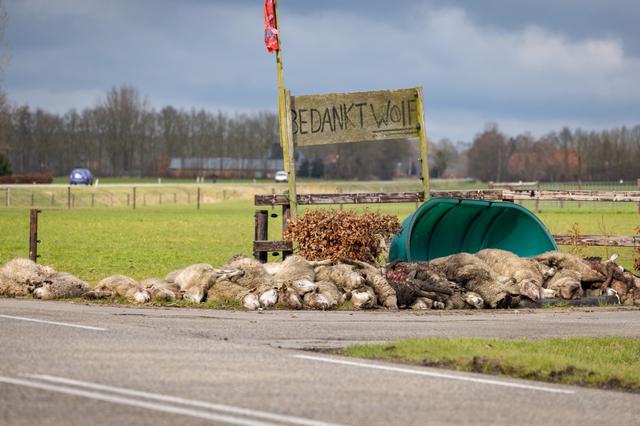 Wolf viel deze winter veel minder vaak schapen aan dan vorig jaar. Hoe kan dat? ‘It is dit jier rêst