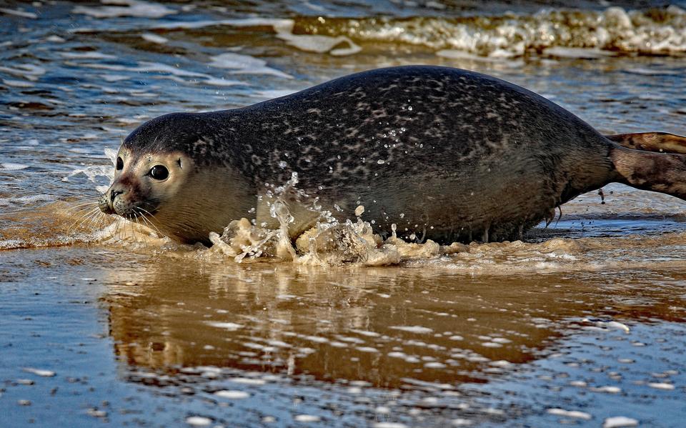 Een puip van de gewone zeehond op het strand. 