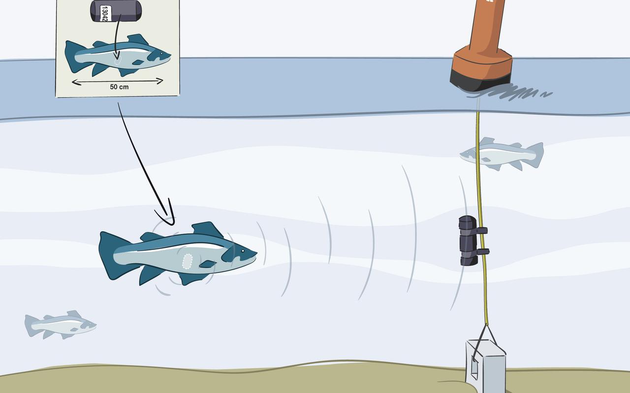 Een gezenderde zeebaars en echosounders op de zeebodem (waarmee op basis van trillingen aanwezige vissen kunnen worden gesignaleerd). 