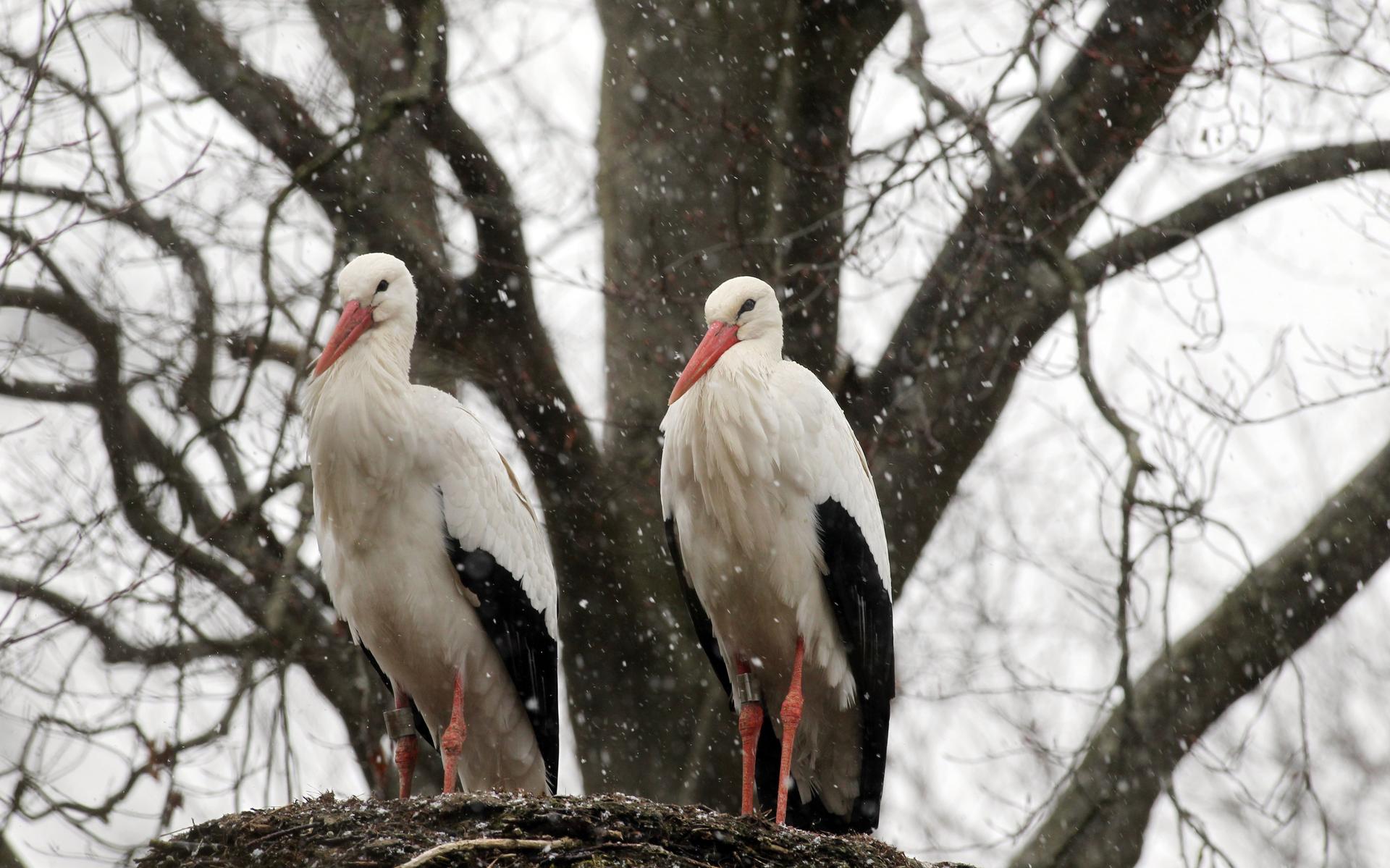 Hoe ooievaars op termijn een gevaar vormen voor het voortbestaan van