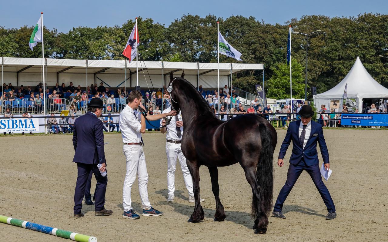 Door corona heeft het KFPS een grote keuringsachterstand opgelopen in het buitenland. Afgelopen seizoen kon er in Friesland wel worden gekeurd, zoals hier op de Centrale Merriekeuring die in Harich plaatsvond. Door corona heeft het KFPS een grote keuringsachterstand opgelopen in het buitenland. Afgelopen seizoen kon er in Friesland wel worden gekeurd, zoals hier op de Centrale Merriekeuring die in Harich plaatsvond.
