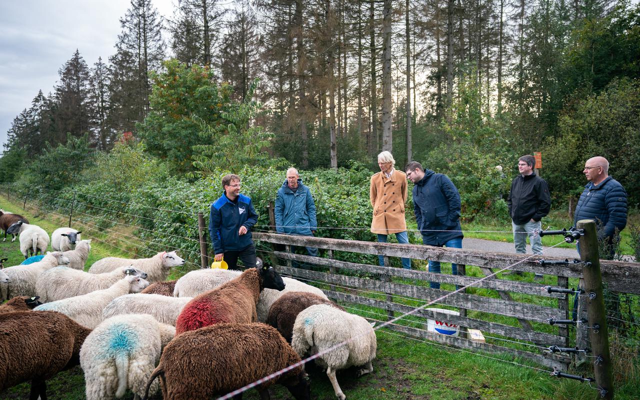 De Friese delegatie bij de schapen in Ekehaar. Van links naar rechts: schapenhouder Gerry Jobing, Gijsbert Six en de FNP'ers Sybren Posthumus, Sijbe Knol, Frank de Boer en Wopke Veenstra. 