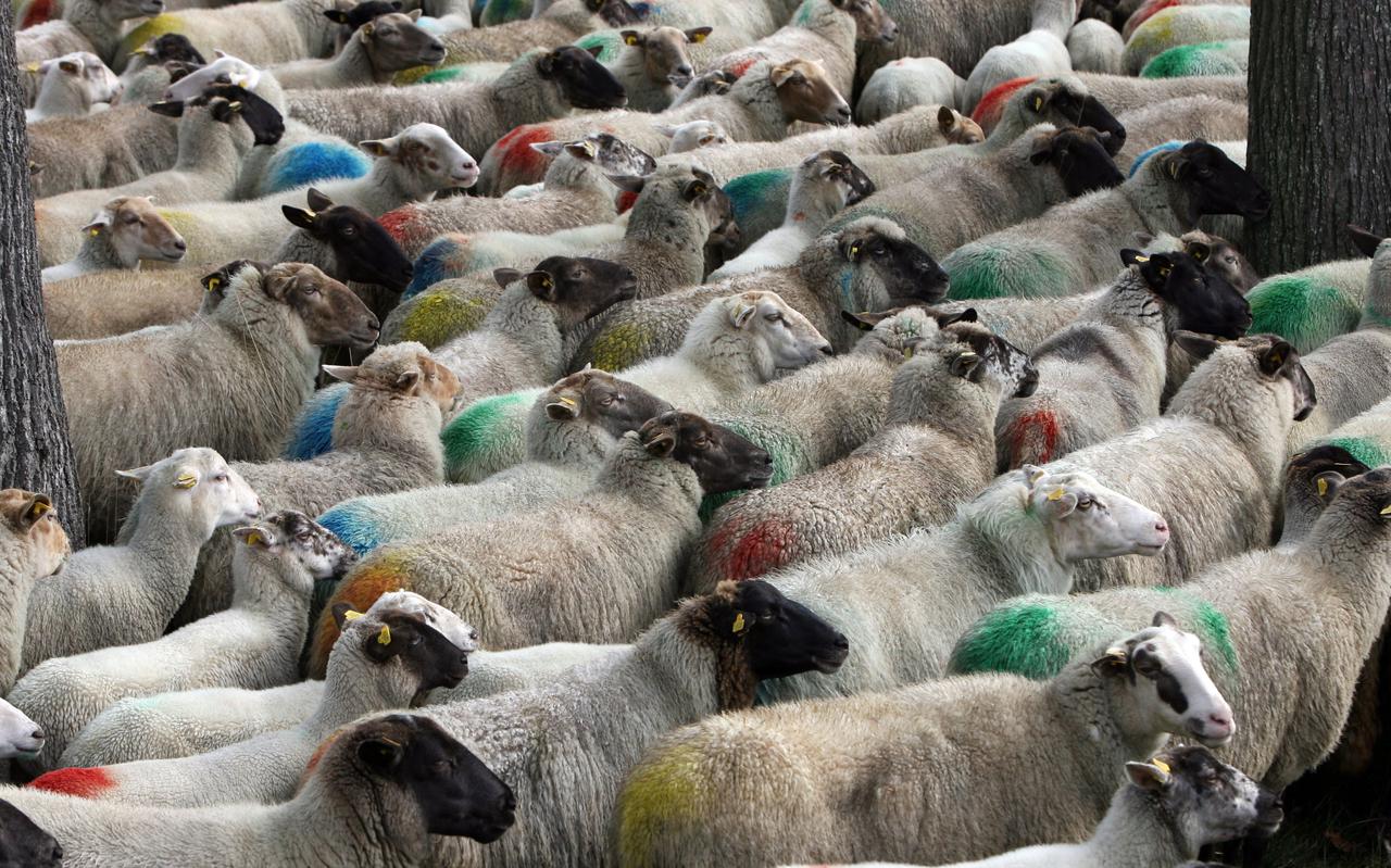 Een pas gedekte kudde schapen. Schapen worden in Nederland gehouden voor vlees, melk en wol.