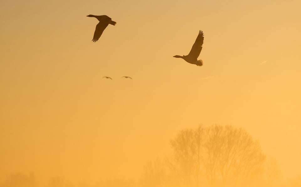 Na een koude nacht was er dinsdagochtend op veel plekken ochtendmist ontstaan, wat vooral bij zonsopkomst prachtige plaatjes opleverde zoals hier in de Zwagermieden bij De Westereen waar 100-en Brandganzen (Brandgans) en Grauwe Ganzen ontwaakten in het gouden ochtendlicht.