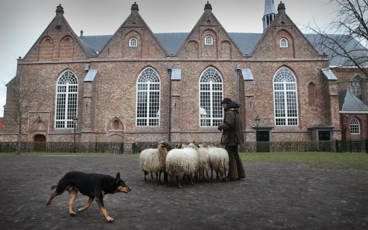 Een schaapskudde bij de Grote Kerk in Leeuwarden. Een schaapskudde bij de Grote Kerk in Leeuwarden.