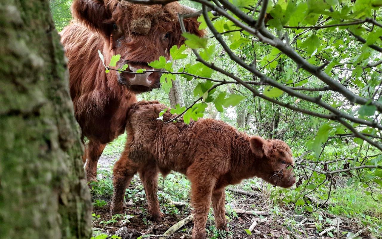 De 'tienermoeke' en haar kalf in het Rasterhoffpark De 'tienermoeke' en haar kalf in het Rasterhoffpark