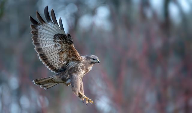 Man (34) uit Noardburgum schiet op buizerd. ‘Cliënt heeft vele kwaliteiten, gelukkig is goed mikken 