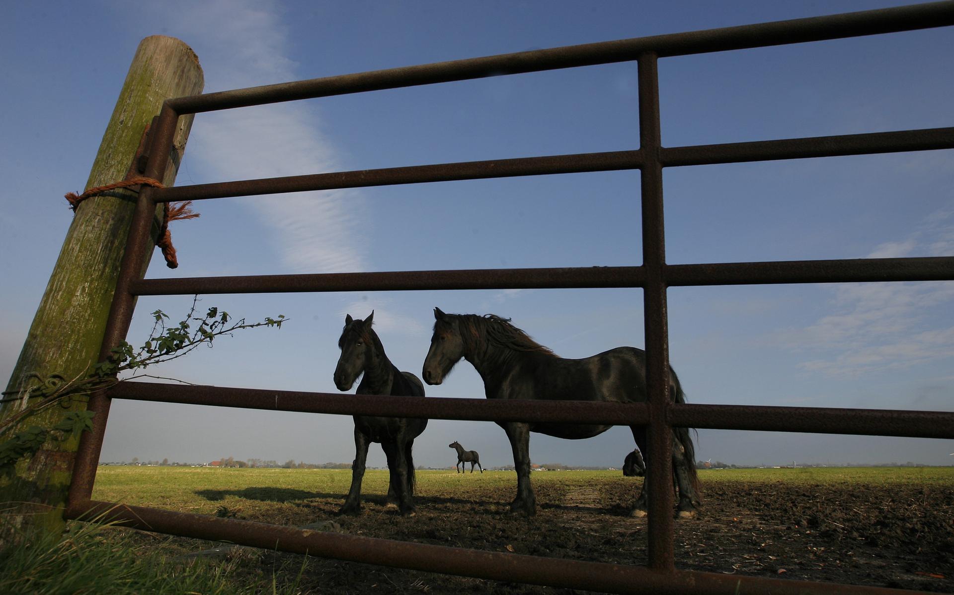 Te weinig Friese paarden geboren op Ameland; fokdag gaat niet door