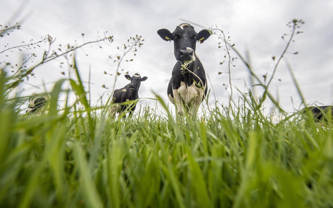 Krijgen koeien straks echt gezondheidsproblemen? Dierenarts Peter Egberink uit Dokkum legt uit.