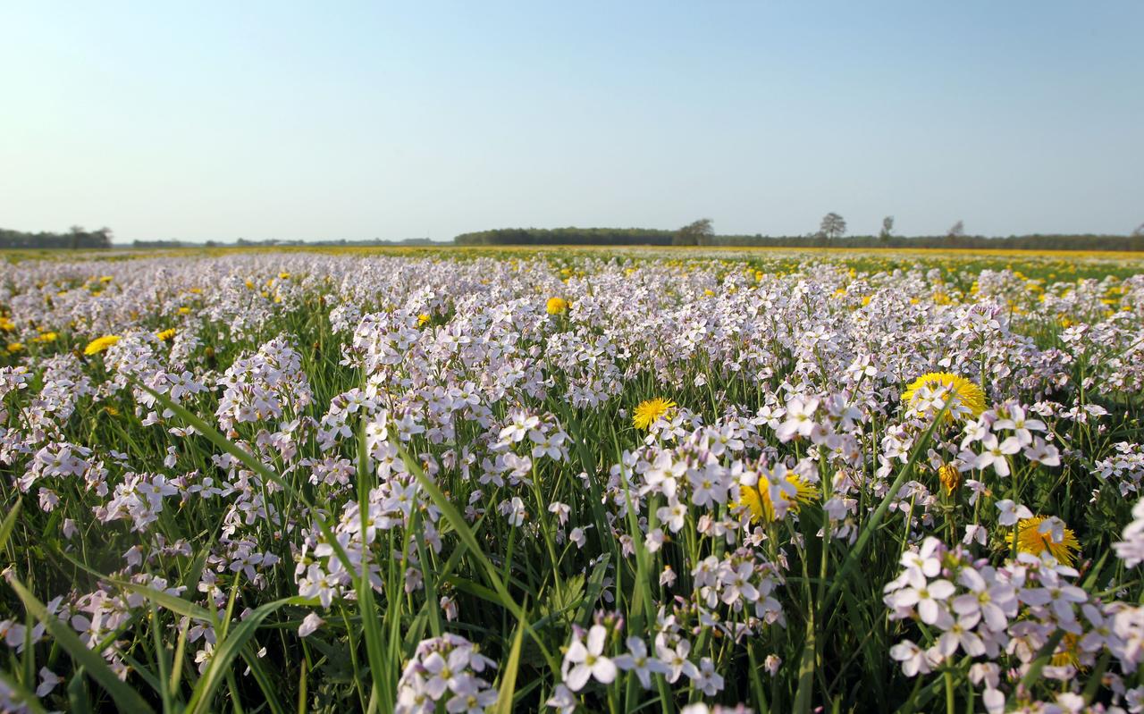 Grasland met pinksterbloemen en paardenbloemen. Grasland met pinksterbloemen en paardenbloemen.
