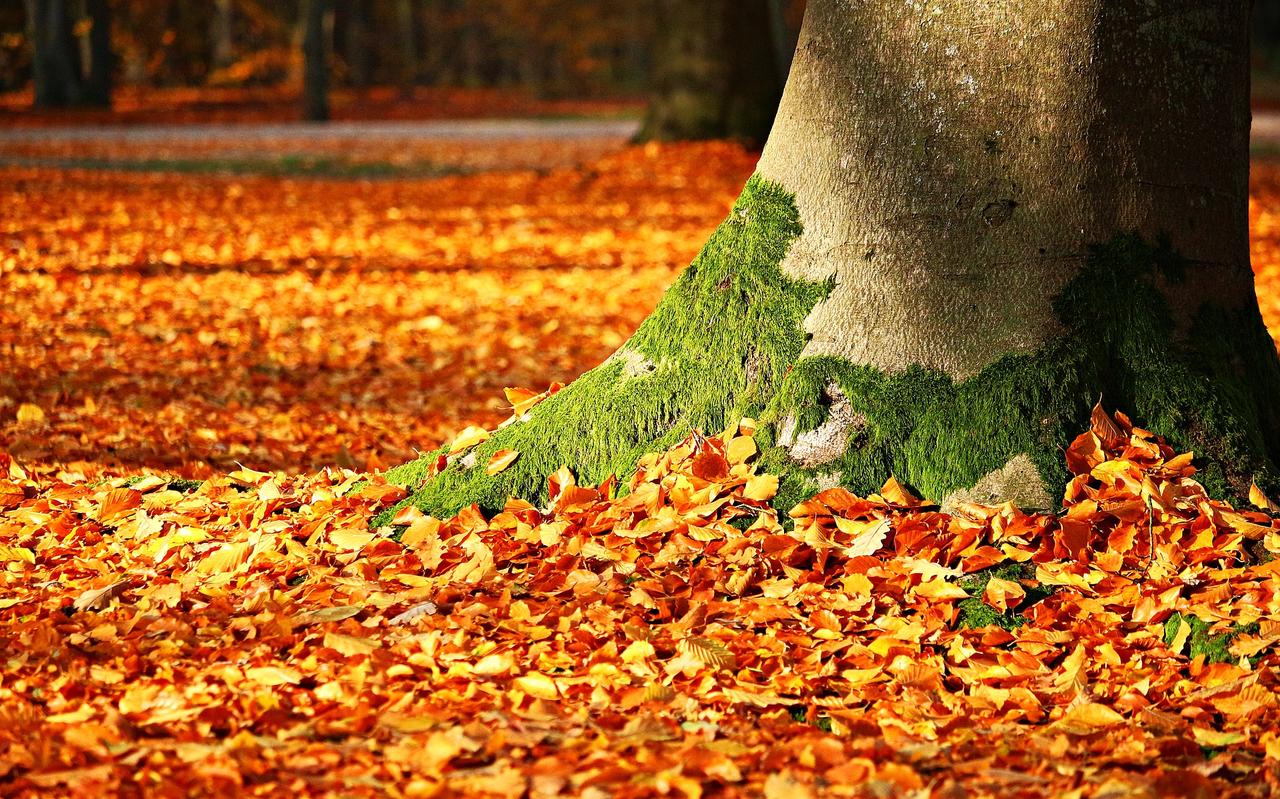 FOTO PIXABAY FOTO PIXABAY