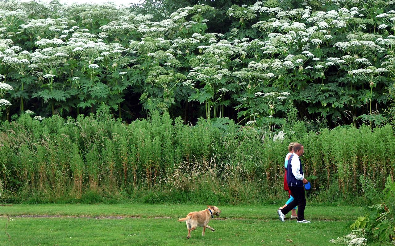 Berenklauwen in Leeuwarden. Foto archief LC Berenklauwen in Leeuwarden. Foto archief LC