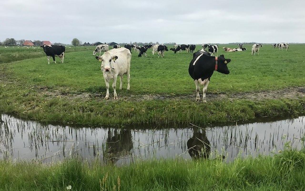 Het Nederlandse melkvee staat tegenwoordig vaker in de mei dan acht jaar terug.