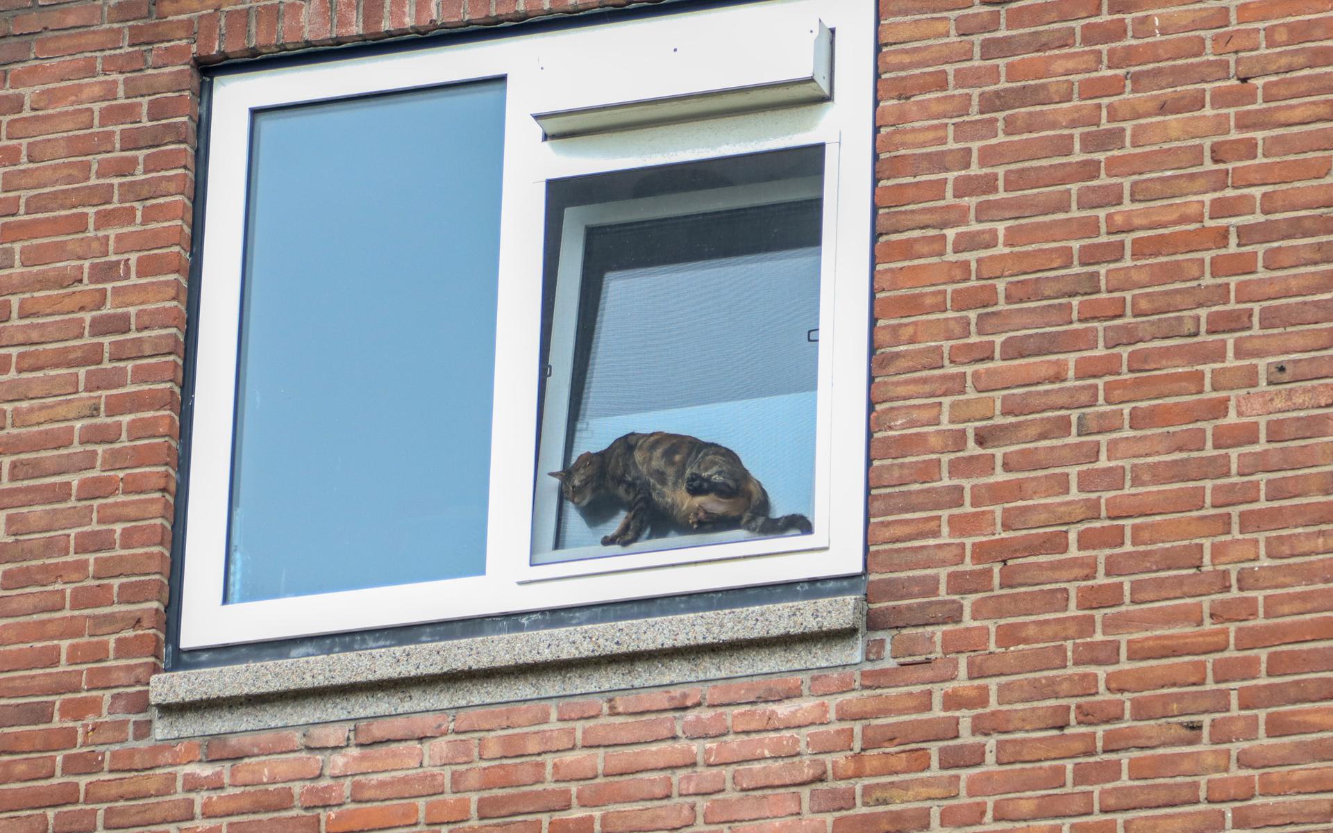 De kat tussen en het raam en het hor. 