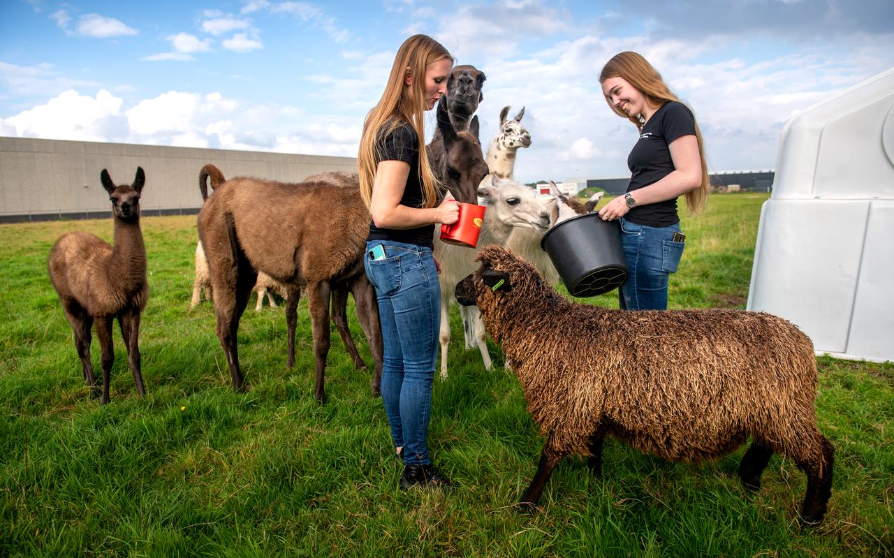 Harmina van Houten en Jelly Bosma voeren de schapen van Emile Feringa. De lama's houden een oogje in het zeil.