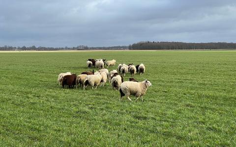 De overgebleven schapen in Appelscha van schapenhouder Robertjan. 