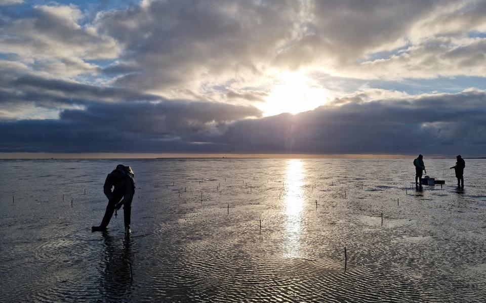 Onderzoekers zaaien in het slib van de Waddenzee zeegras in. 