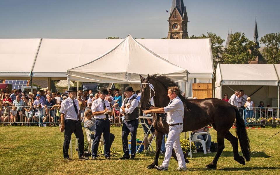 De winnaar op de fokdag van It Fryske Hynder in 2019 met op de achtergrond de Sint-Vituskerk van Blauwhuis. De keuring van 's lands oudste fokvereniging van Friese paarden wordt sinds de oprichting in 1952 in het dorp gehouden. 