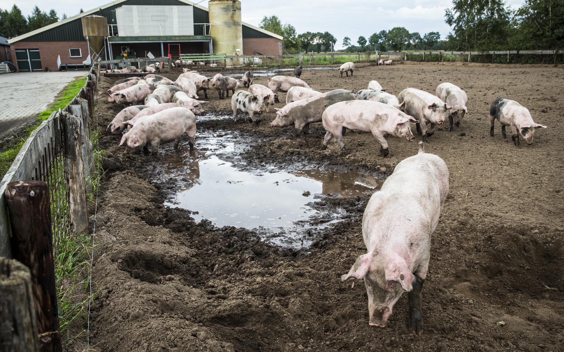De landbouw zorgt voor veel stikstofuitstoot door de ammoniak in de mest van dieren. FOTO ANP