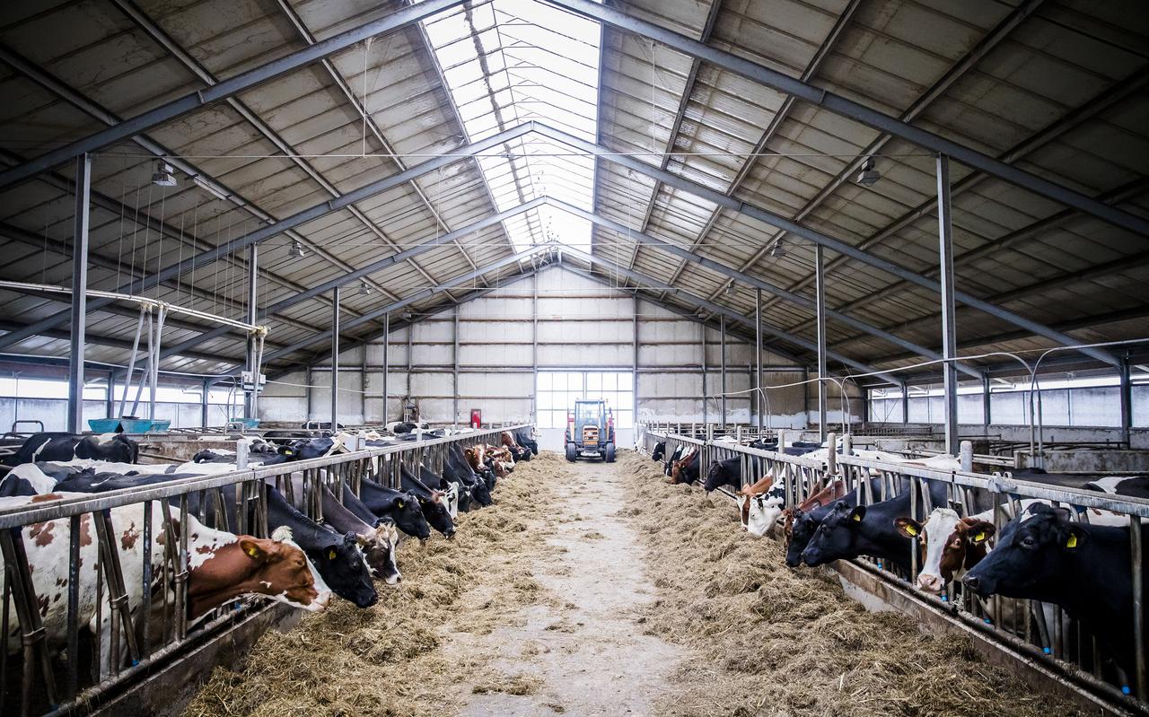 Het aantal melkveebedrijven daalt de komende tien met ruim 30 procent naar circa 10.600 bedrijven, verwacht Wageningen University. 