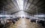 Het aantal melkveebedrijven daalt de komende tien met ruim 30 procent naar circa 10.600 bedrijven, verwacht Wageningen University. 