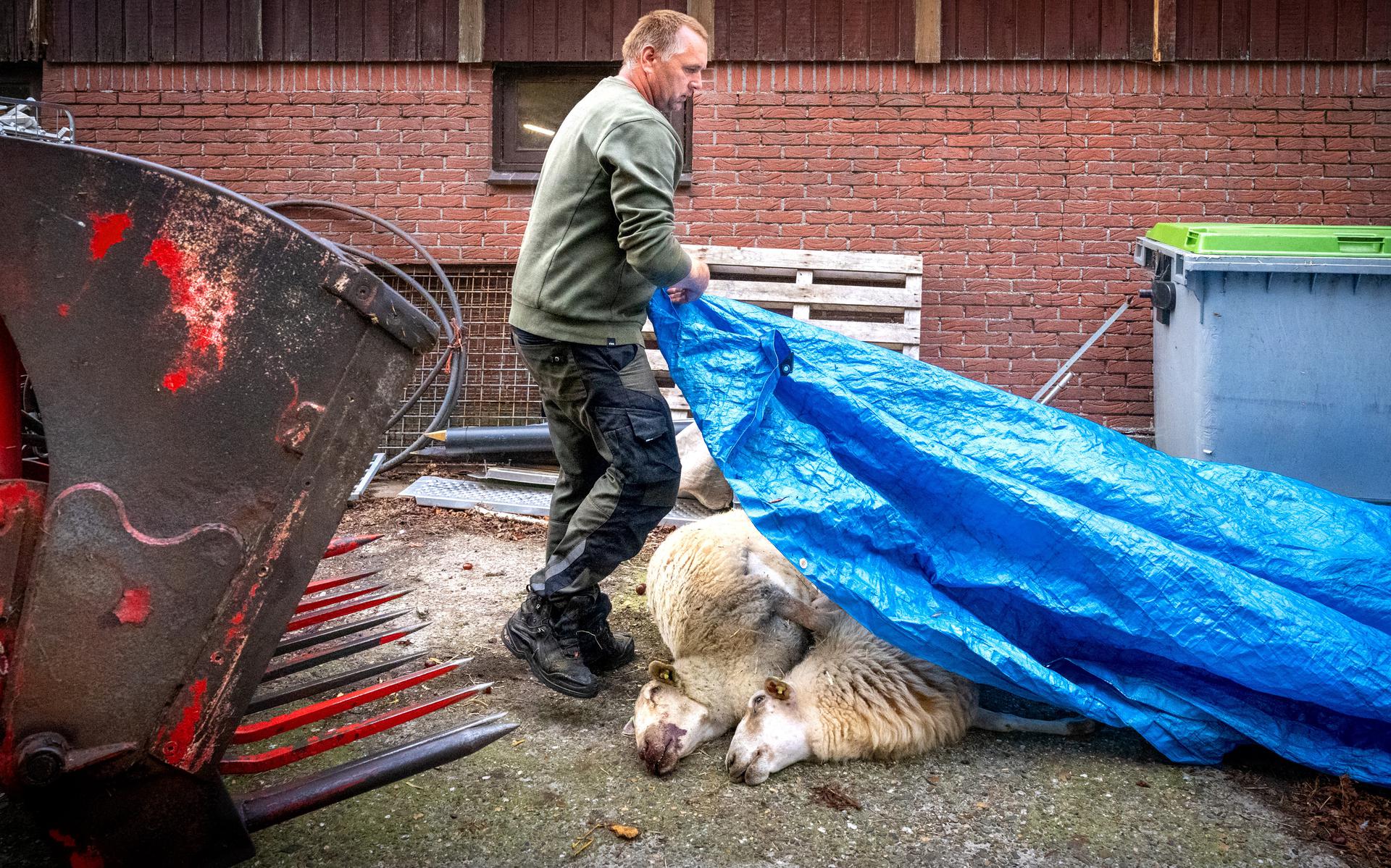 L’allevatore di pecore Martin Reitsma di Lebenhausen sul vaccino contro la febbre catarrale rifiutato: “Capisco il fan chic”