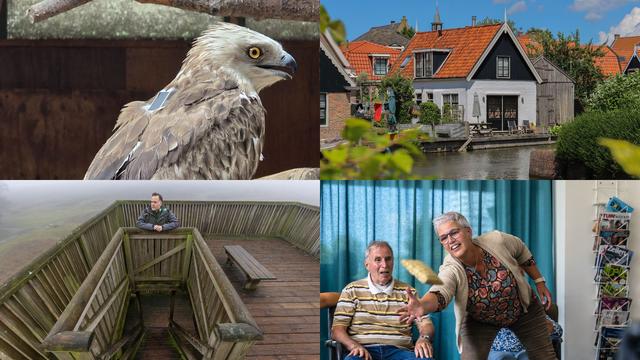 ‘Broodmagere’ slangenarend vliegt na maand in Ureterp weer uit & zo speurt Súdwest-Fryslân naar ille