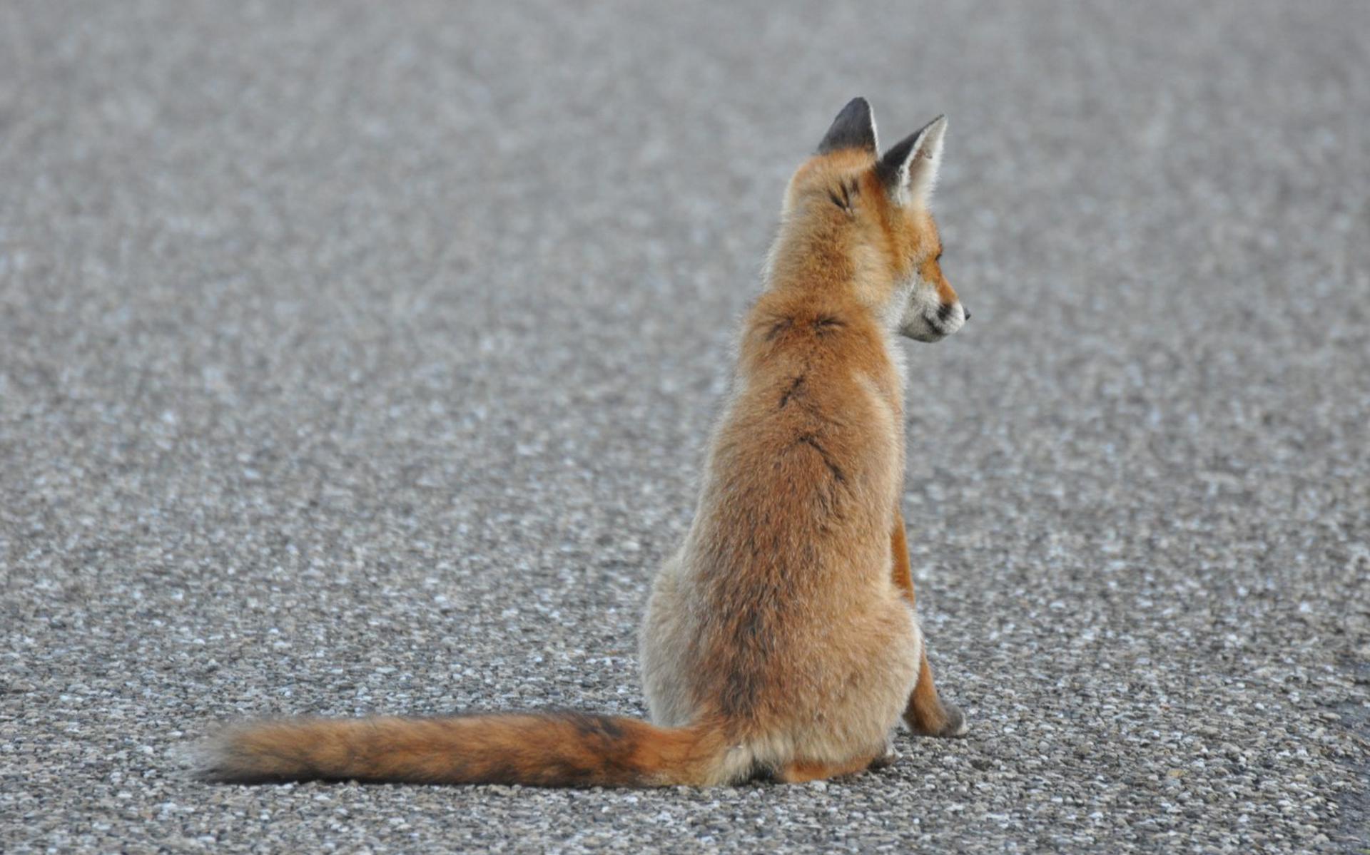 Een vos zit afwachtend op de weg in het Fochteloërveen.
