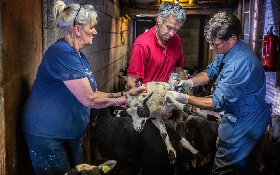 Veearts Pieter van Iren vaccineert een schaap van Matsje en Piet Jager.